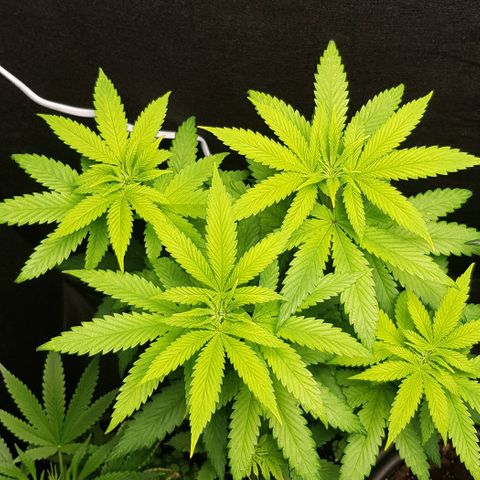 Skunk #1 #2 - 7.1 w/f growlog timeline photo