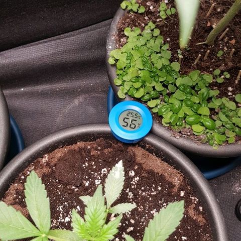 N13 Kush #1 - 9.2 w/f growlog timeline photo