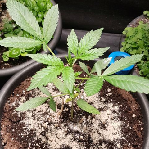Auto w/w - 12 w/f growlog timeline photo