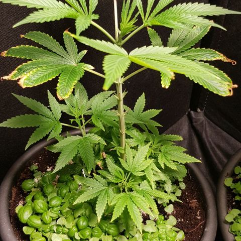 Skunk #1 #1 - 7.1 w/f growlog timeline photo