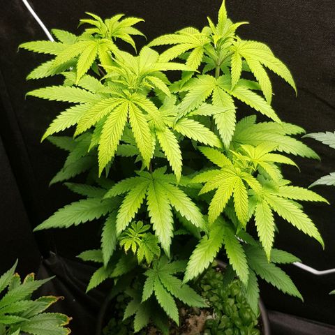 Skunk #1 #2 - 7.1 w/f growlog timeline photo