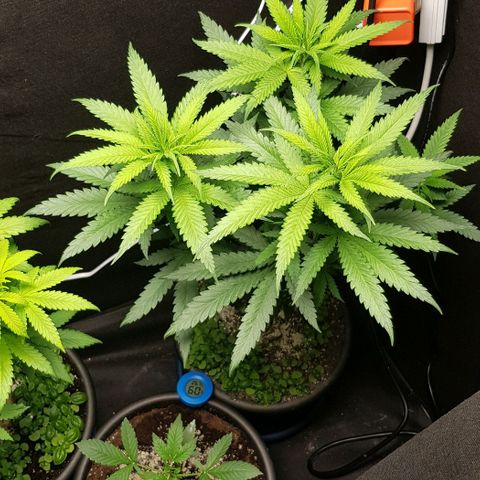 N13 Kush #1 - 9.2 w/f growlog timeline photo