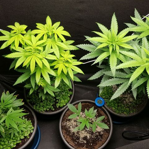 N13 Kush #1 - 9.2 w/f growlog timeline photo