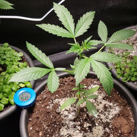 Auto w/w - 12 w/f growlog timeline photo