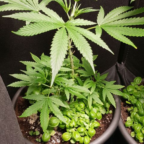 Skunk #1 #1 - 7.1 w/f growlog timeline photo