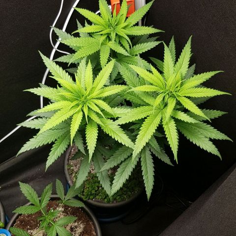 N13 Kush #1 - 9.2 w/f growlog timeline photo