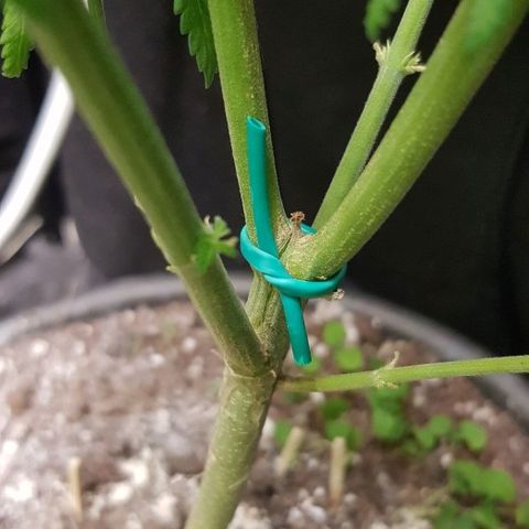 N13 Kush #1 - 9.2 w/f growlog timeline photo