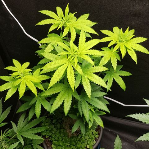 Skunk #1 #2 - 7.1 w/f growlog timeline photo