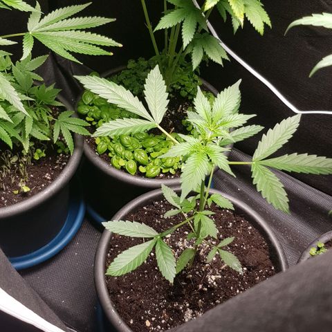 Auto w/w - 12 w/f growlog timeline photo