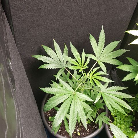 Skunk #1 #1 - 7.1 w/f growlog timeline photo