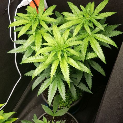 N13 Kush #1 - 9.2 w/f growlog timeline photo