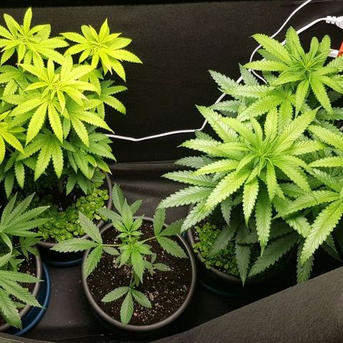 N13 Kush #1 - 9.2 w/f growlog timeline photo