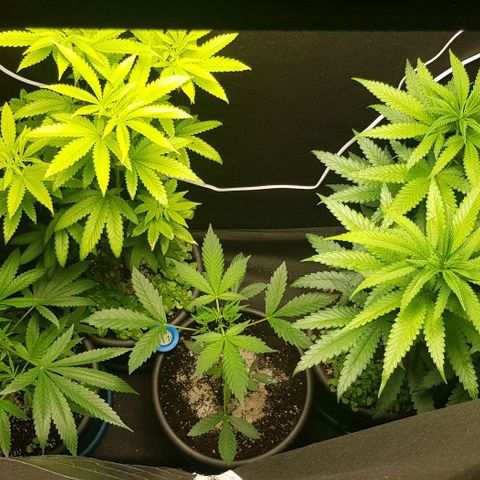 N13 Kush #1 - 9.2 w/f growlog timeline photo