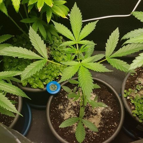Auto w/w - 12 w/f growlog timeline photo