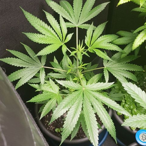Skunk #1 #1 - 7.1 w/f growlog timeline photo