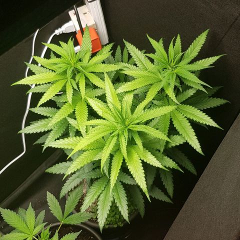 N13 Kush #1 - 9.2 w/f growlog timeline photo