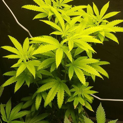 Skunk #1 #2 - 7.1 w/f growlog timeline photo