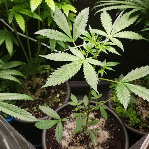 Auto w/w - 12 w/f growlog timeline photo