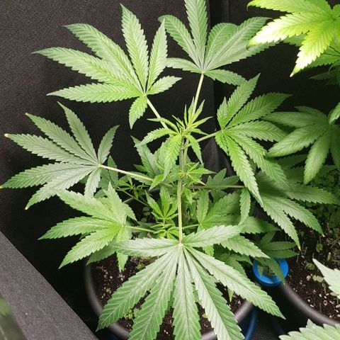 Skunk #1 #1 - 7.1 w/f growlog timeline photo