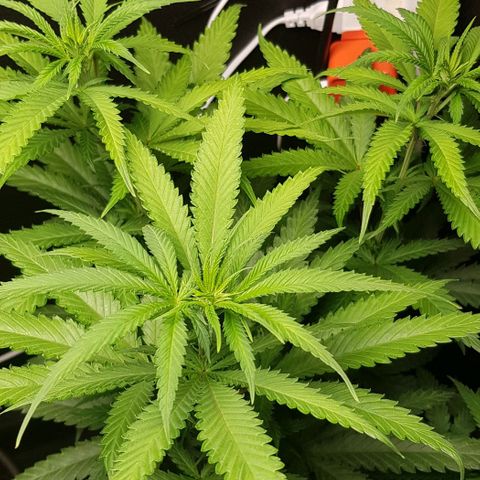 N13 Kush #1 - 9.2 w/f growlog timeline photo