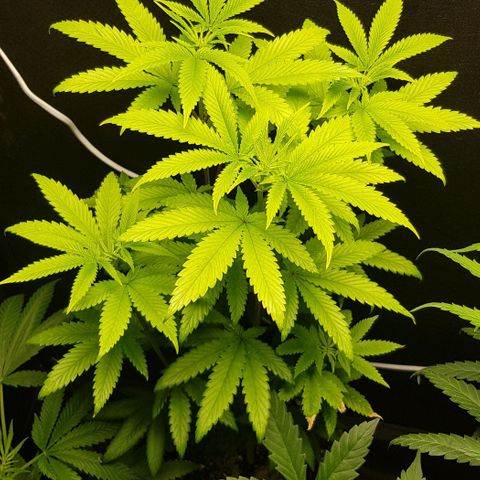Skunk #1 #2 - 7.1 w/f growlog timeline photo