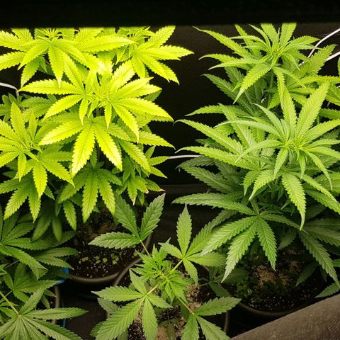 N13 Kush #1 - 9.2 w/f growlog timeline photo