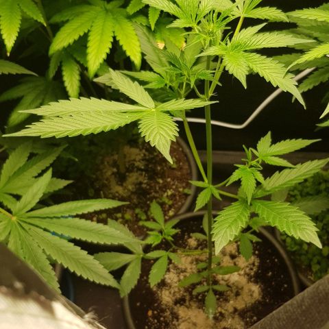 Auto w/w - 12 w/f growlog timeline photo