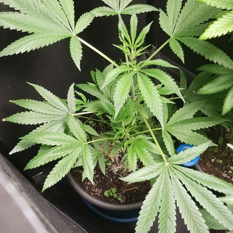 Skunk #1 #1 - 7.1 w/f growlog timeline photo