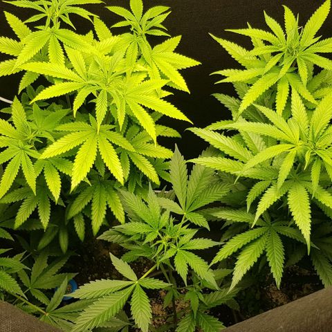 N13 Kush #1 - 9.2 w/f growlog timeline photo