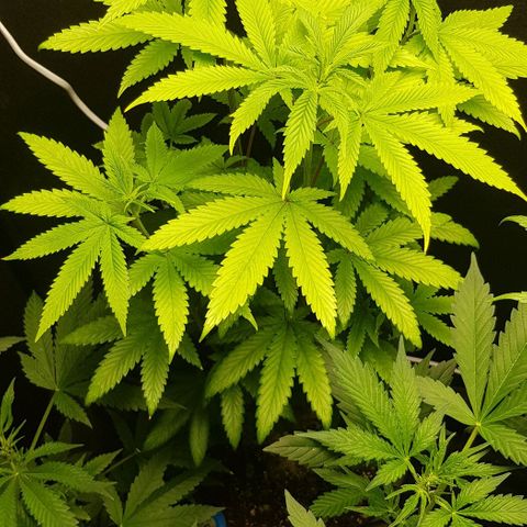 Skunk #1 #2 - 7.1 w/f growlog timeline photo