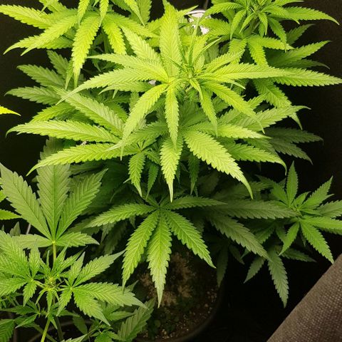 N13 Kush #1 - 9.2 w/f growlog timeline photo