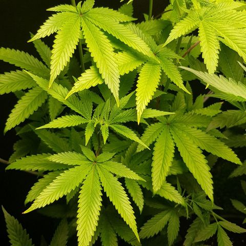 Skunk #1 #2 - 7.1 w/f growlog timeline photo