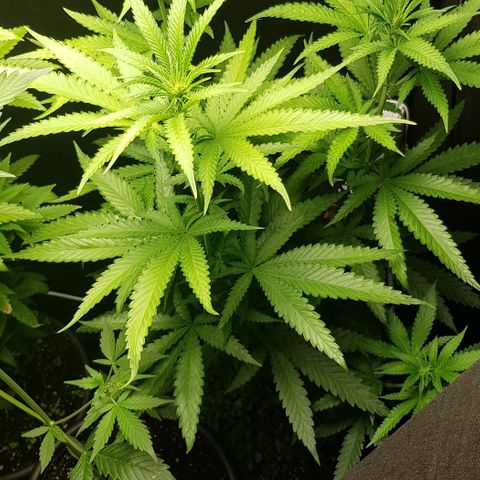 N13 Kush #1 - 9.2 w/f growlog timeline photo