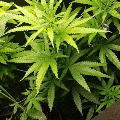 N13 Kush #1 - 9.2 w/f growlog timeline photo