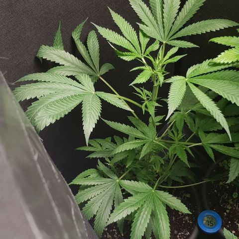 Skunk #1 #1 - 7.1 w/f growlog timeline photo