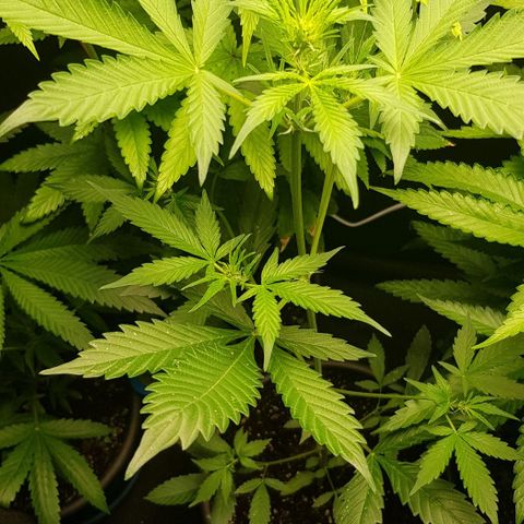 Auto w/w - 12 w/f growlog timeline photo
