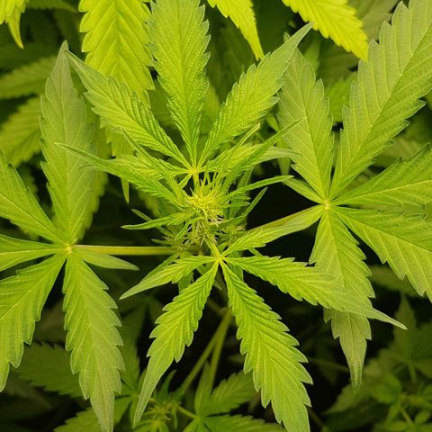 Auto w/w - 12 w/f growlog timeline photo