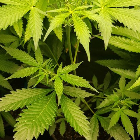 Auto w/w - 12 w/f growlog timeline photo