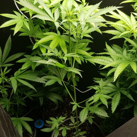 N13 Kush #1 - 9.2 w/f growlog timeline photo
