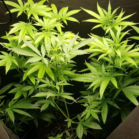 N13 Kush #1 - 9.2 w/f growlog timeline photo