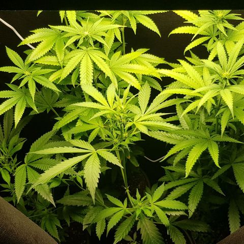 N13 Kush #1 - 9.2 w/f growlog timeline photo