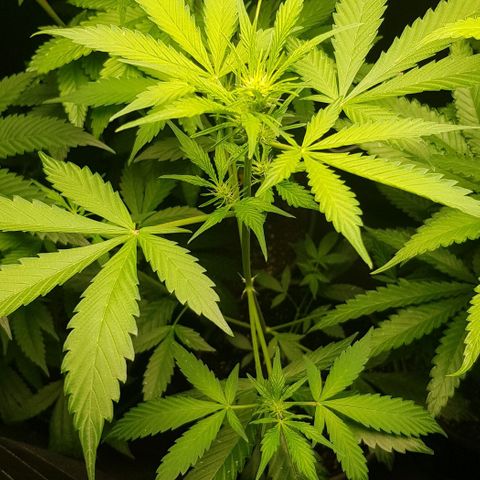 Auto w/w - 12 w/f growlog timeline photo