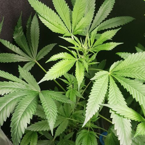 Skunk #1 #1 - 7.1 w/f growlog timeline photo