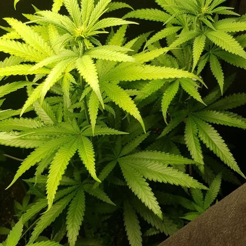 N13 Kush #1 - 9.2 w/f growlog timeline photo
