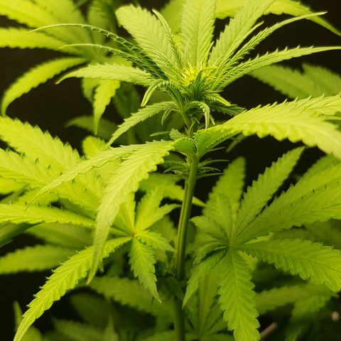 N13 Kush #1 - 9.2 w/f growlog timeline photo