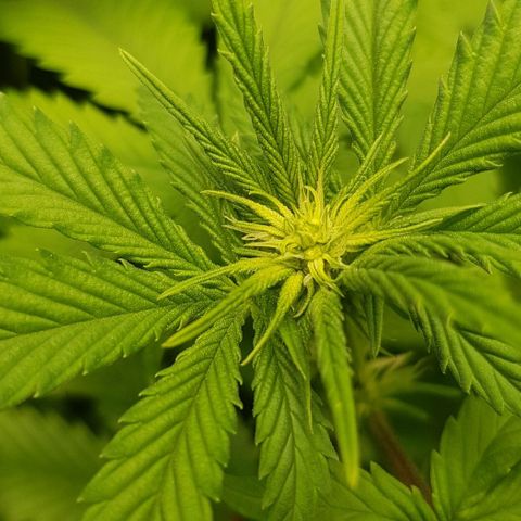 N13 Kush #1 - 9.2 w/f growlog timeline photo