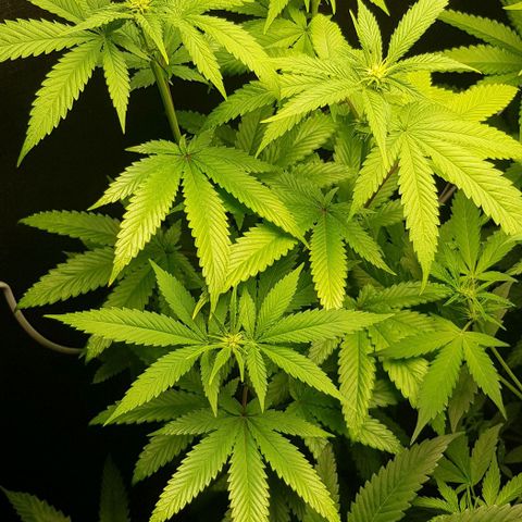 Skunk #1 #2 - 7.1 w/f growlog timeline photo