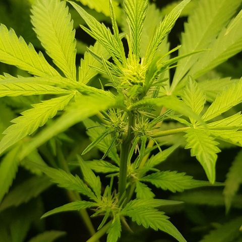 Auto w/w - 12 w/f growlog timeline photo