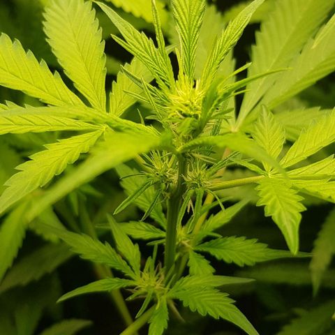 Auto w/w - 12 w/f growlog timeline photo