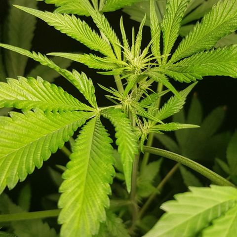 Skunk #1 #1 - 7.1 w/f growlog timeline photo